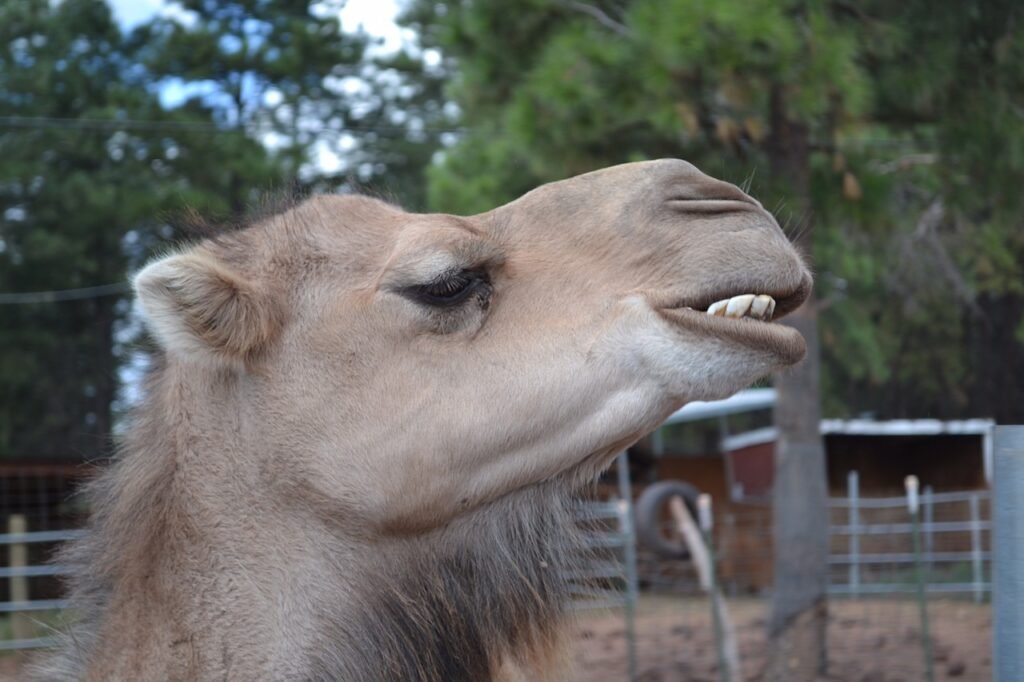 A motivational image symbolizing Hump Day, with a busy workday scene and a focus on overcoming the midweek challenge.